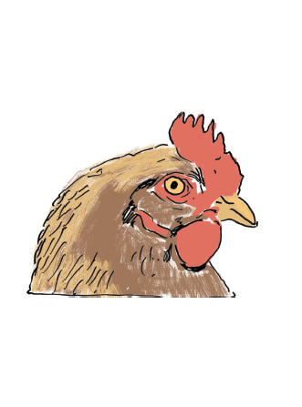 We've had Chooks